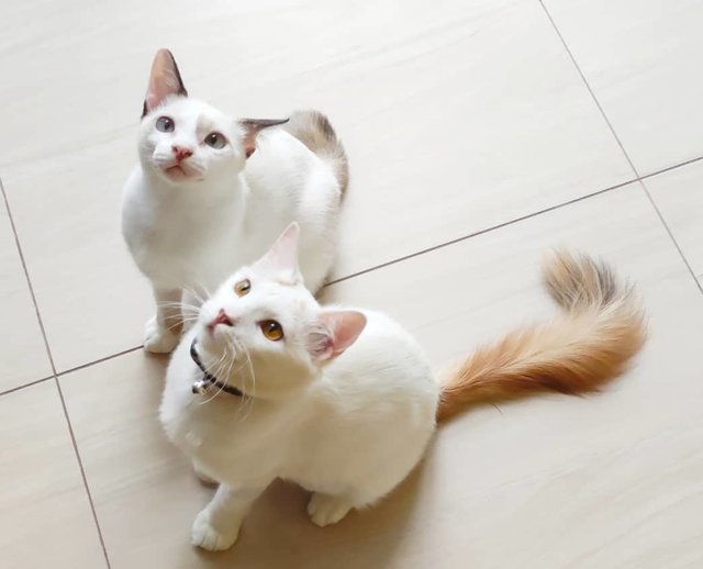 Foxy &amp; Bunny - Siamese + Domestic Long Hair Cat