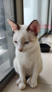 Foxy &amp; Bunny - Siamese + Domestic Long Hair Cat