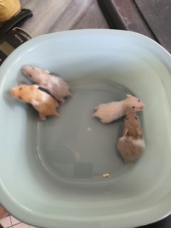 Unnamed - Syrian / Golden Hamster Hamster