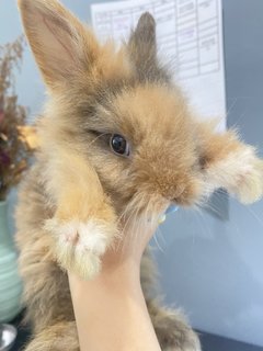 Peanut - Angora Rabbit Rabbit