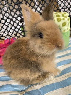 Peanut - Angora Rabbit Rabbit