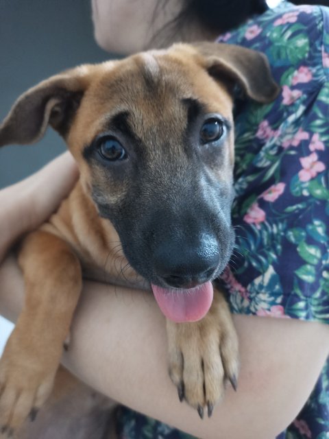 Sandy - Mixed Breed Dog