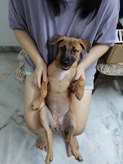 Sandy - Mixed Breed Dog