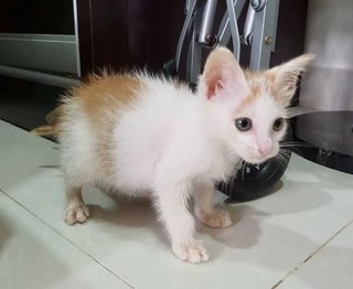 Cherry - Domestic Short Hair Cat