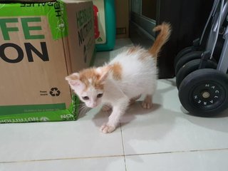 Cherry - Domestic Short Hair Cat