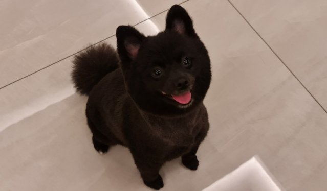 Bobby - Pomeranian Dog