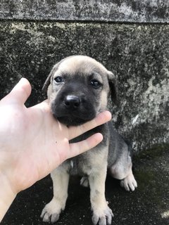 Mikey  - Mixed Breed Dog