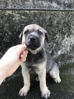 Mikey  - Mixed Breed Dog