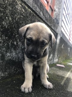 Mikey  - Mixed Breed Dog