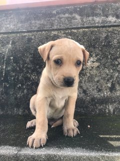 Hazel - Mixed Breed Dog