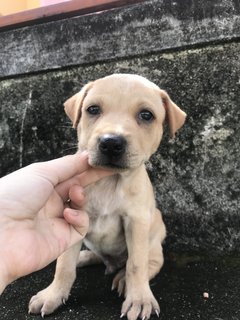 Hazel - Mixed Breed Dog