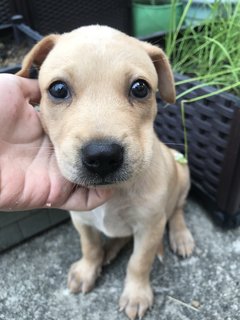 Hazel - Mixed Breed Dog