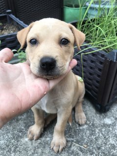 Hazel - Mixed Breed Dog