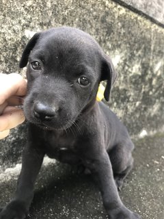 Cocoa - Mixed Breed Dog