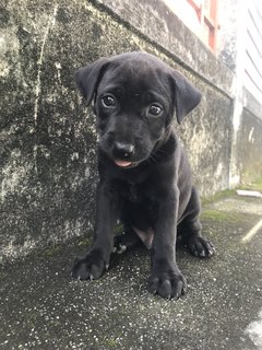 Raven  - Mixed Breed Dog