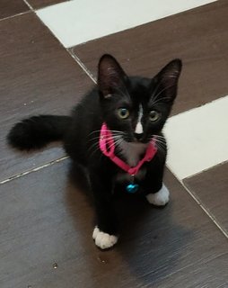 Oreo  - Domestic Short Hair Cat