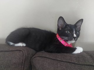 Oreo  - Domestic Short Hair Cat