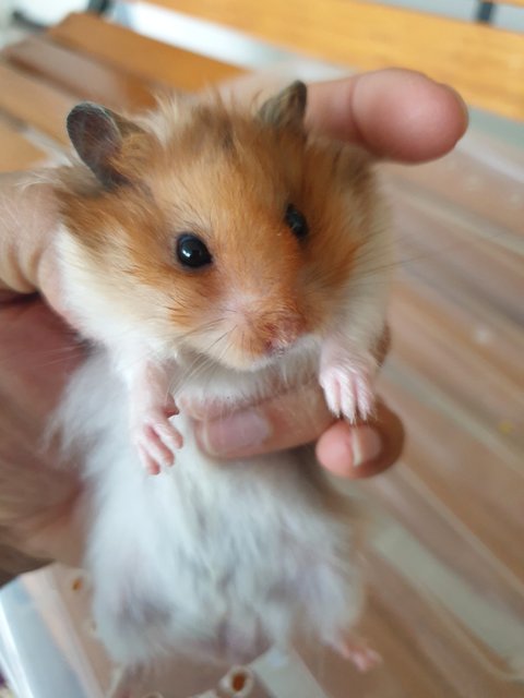 PF107598 - Syrian / Golden Hamster Hamster