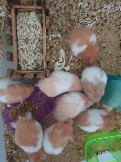 PF107598 - Syrian / Golden Hamster Hamster