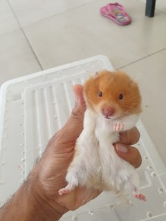 PF107598 - Syrian / Golden Hamster Hamster