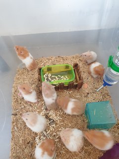 PF107598 - Syrian / Golden Hamster Hamster