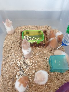 PF107598 - Syrian / Golden Hamster Hamster