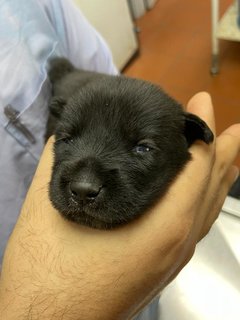 Little Beans  - Mixed Breed Dog