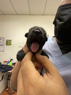 Little Beans  - Mixed Breed Dog