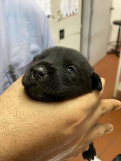 Little Beans  - Mixed Breed Dog