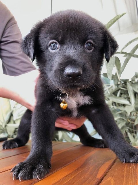 Little Beans  - Mixed Breed Dog