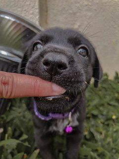 Little Beans  - Mixed Breed Dog