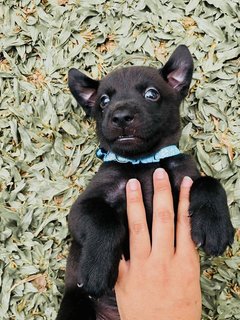 Little Beans  - Mixed Breed Dog