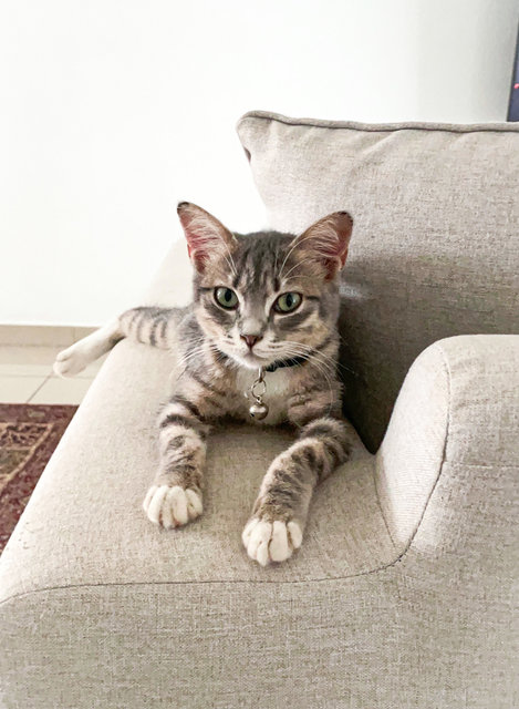 Hanan - American Shorthair + Domestic Short Hair Cat