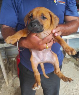 Brownie - Mixed Breed Dog