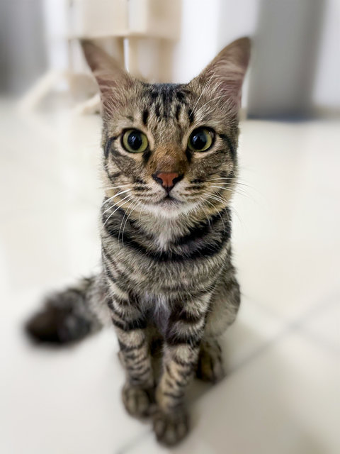 Lilo - American Shorthair + Domestic Medium Hair Cat