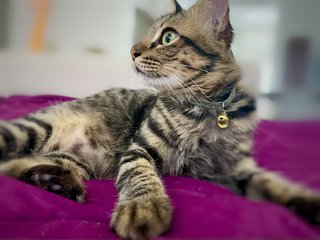 Lilo - American Shorthair + Domestic Medium Hair Cat