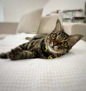 Lilo - American Shorthair + Domestic Medium Hair Cat