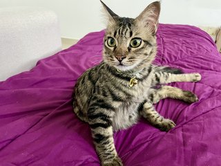 Lilo - American Shorthair + Domestic Medium Hair Cat