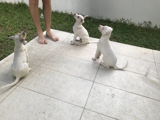 Coconut - Mixed Breed Dog