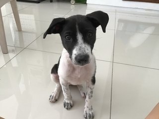 Fern  - Mixed Breed Dog