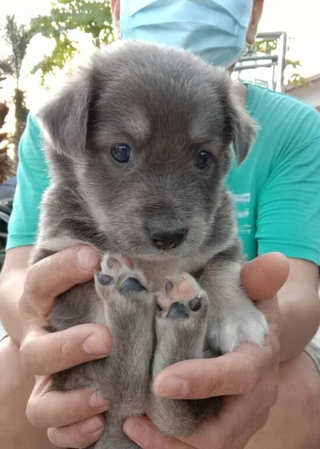 George Boy - Mixed Breed Dog