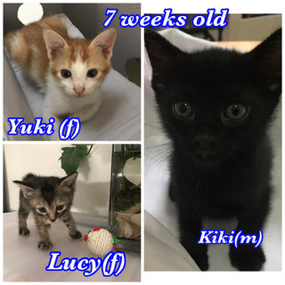 Yuki, Kiki &amp; Lucy - Domestic Short Hair Cat