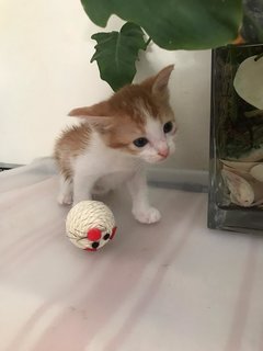 Yuki, Kiki &amp; Lucy - Domestic Short Hair Cat