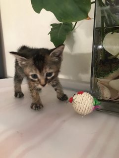 Yuki, Kiki &amp; Lucy - Domestic Short Hair Cat