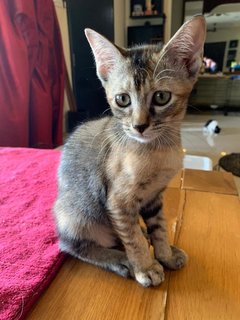 Yuki, Kiki &amp; Lucy - Domestic Short Hair Cat