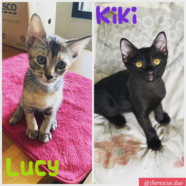 Yuki, Kiki &amp; Lucy - Domestic Short Hair Cat