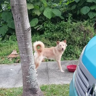 Baby - Mixed Breed Dog