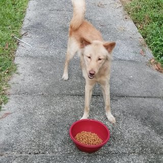 Baby - Mixed Breed Dog