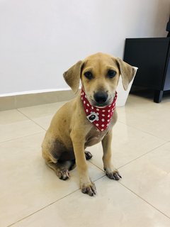 Puppy 22 - Mixed Breed Dog