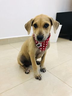 Puppy 22 - Mixed Breed Dog